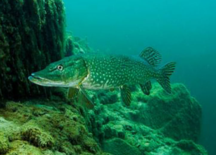 We are proud of the abundance of marine life at the cove, please remember if you are new to Stoney please don't handle them as this will kill them due to stress.