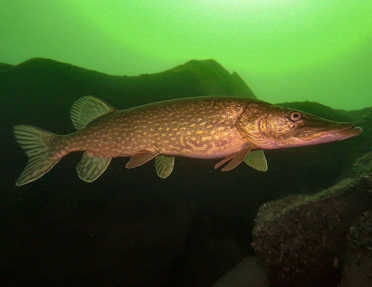 Photograpers Name: Steve BurgessName of the photograph: Pike at Stoney