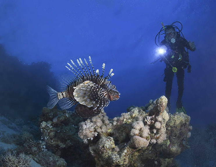 Photograpers Name: Nathan JowettName of the photograph: Lionfish 2